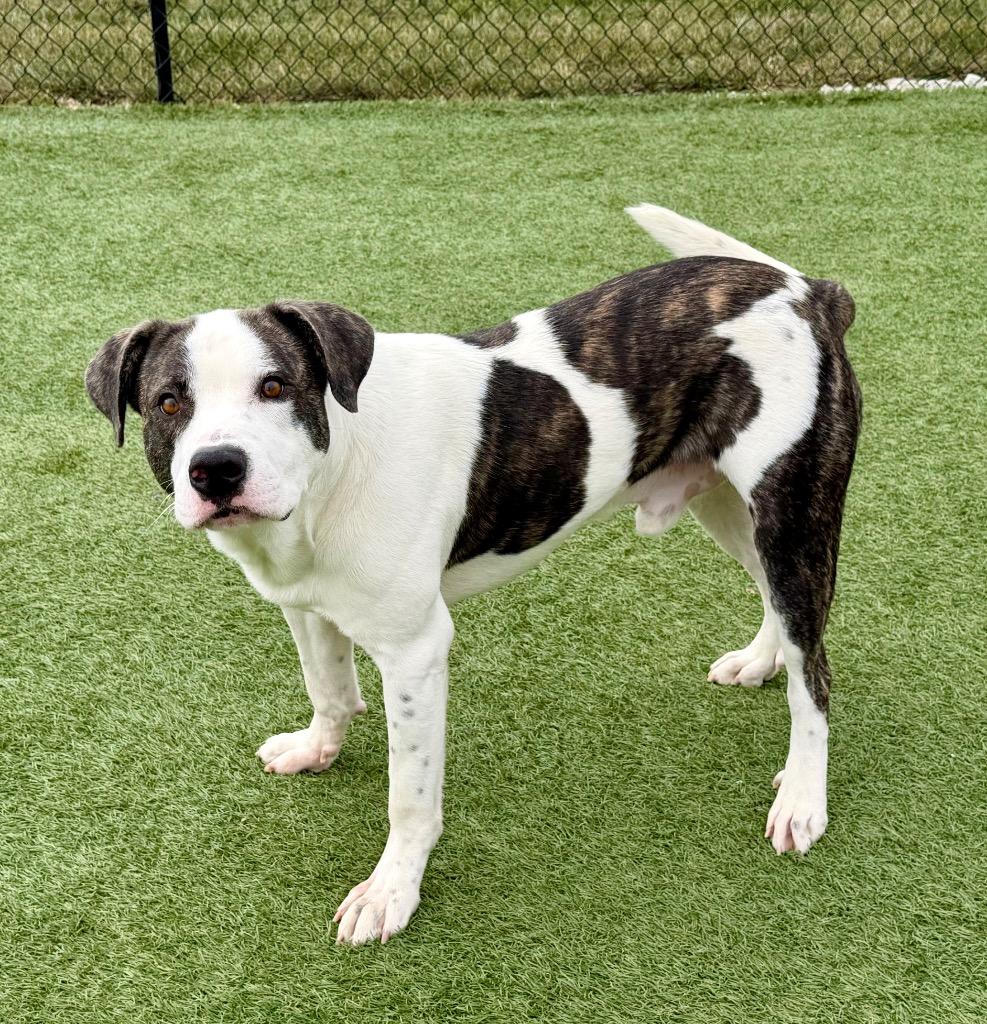 Jax, Adoptable, Young Male Mastiff.