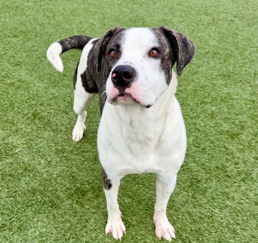 Enlarge Jax, a Adoptable mixed breed in Columbia, IL image 2/6