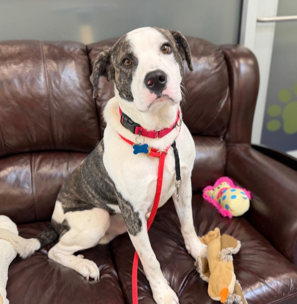 Enlarge Jax, a Adoptable mixed breed in Columbia, IL image 3/6