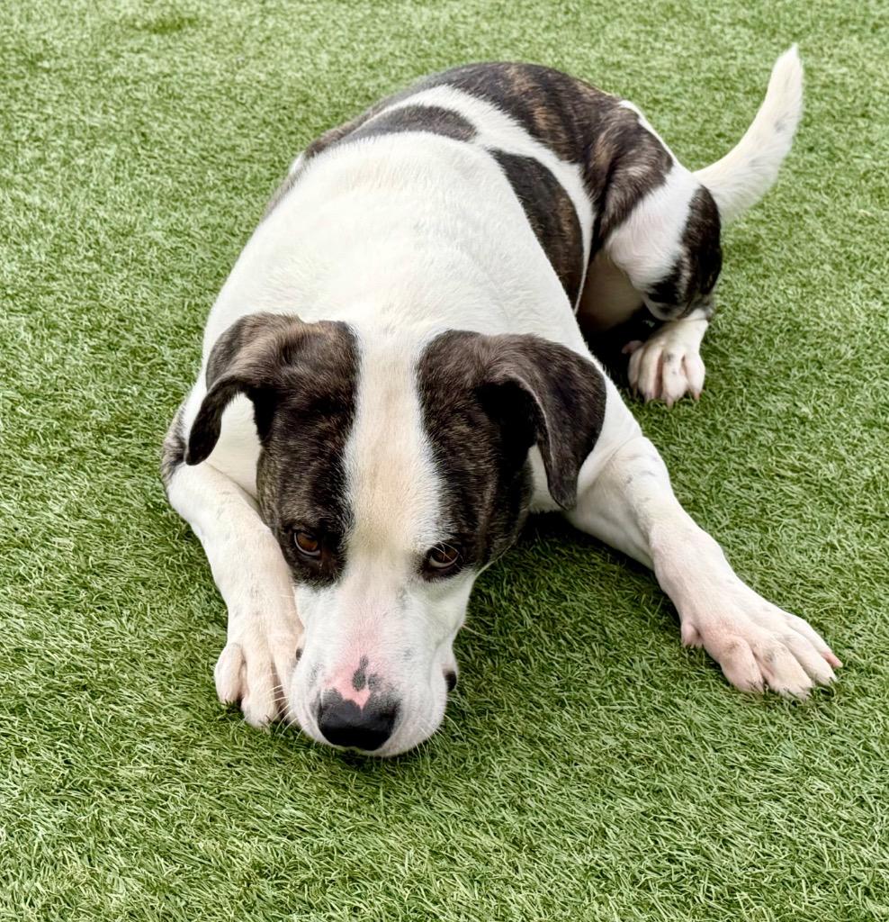 Enlarge Jax, a Adoptable mixed breed in Columbia, IL image 4/6