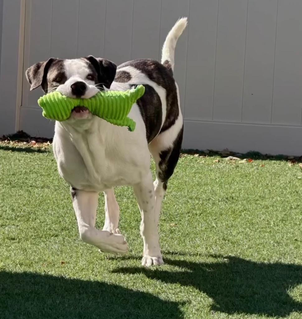 Enlarge Jax, a Adoptable mixed breed in Columbia, IL image 5/6