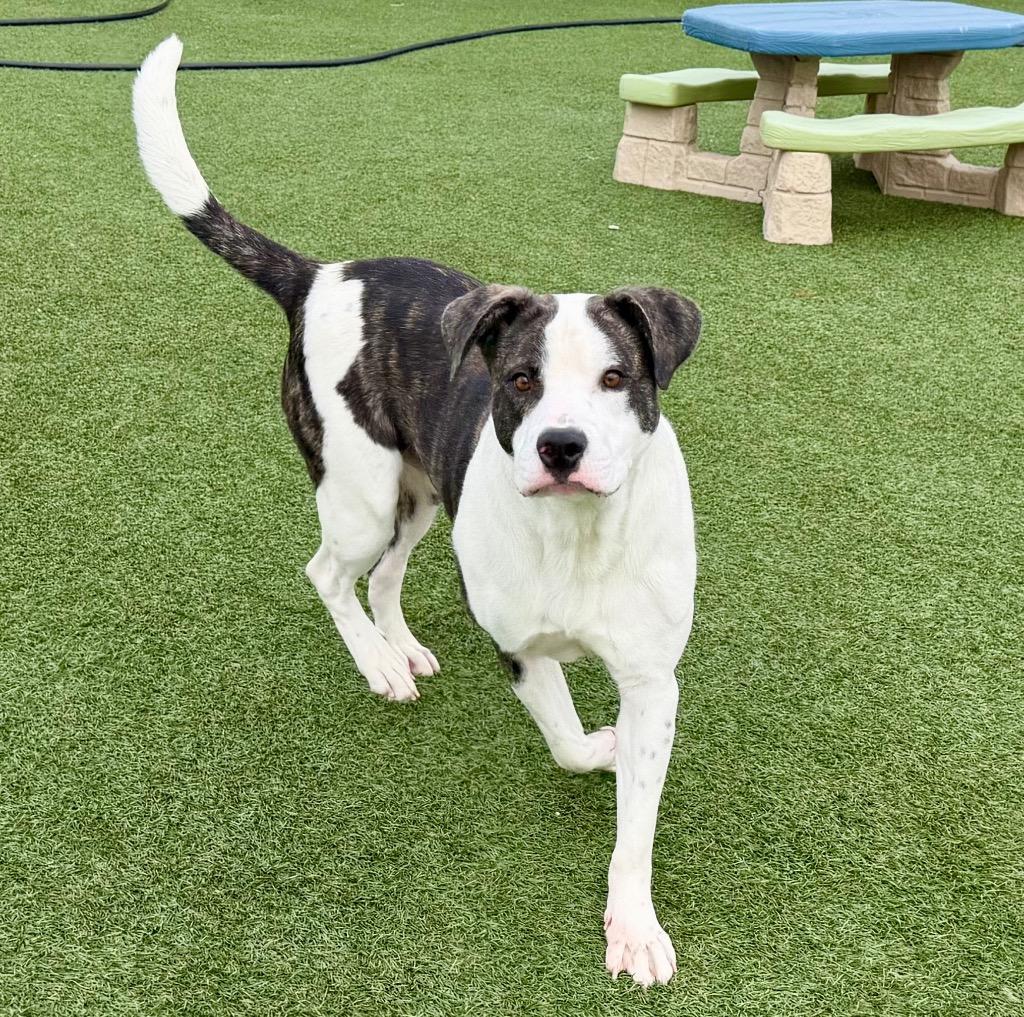 Enlarge Jax, a Adoptable mixed breed in Columbia, IL image 6/6