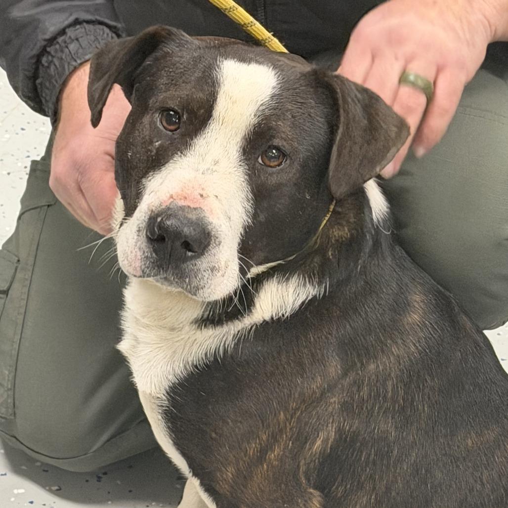 Barney, Adoptable, Adult Male Terrier & Pit Bull Terrier.