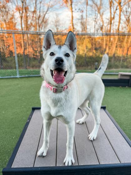 Bambi (in foster) — thumbnail 2