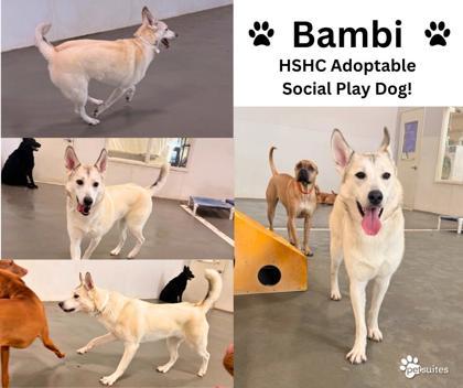 Bambi (in foster) — thumbnail 3