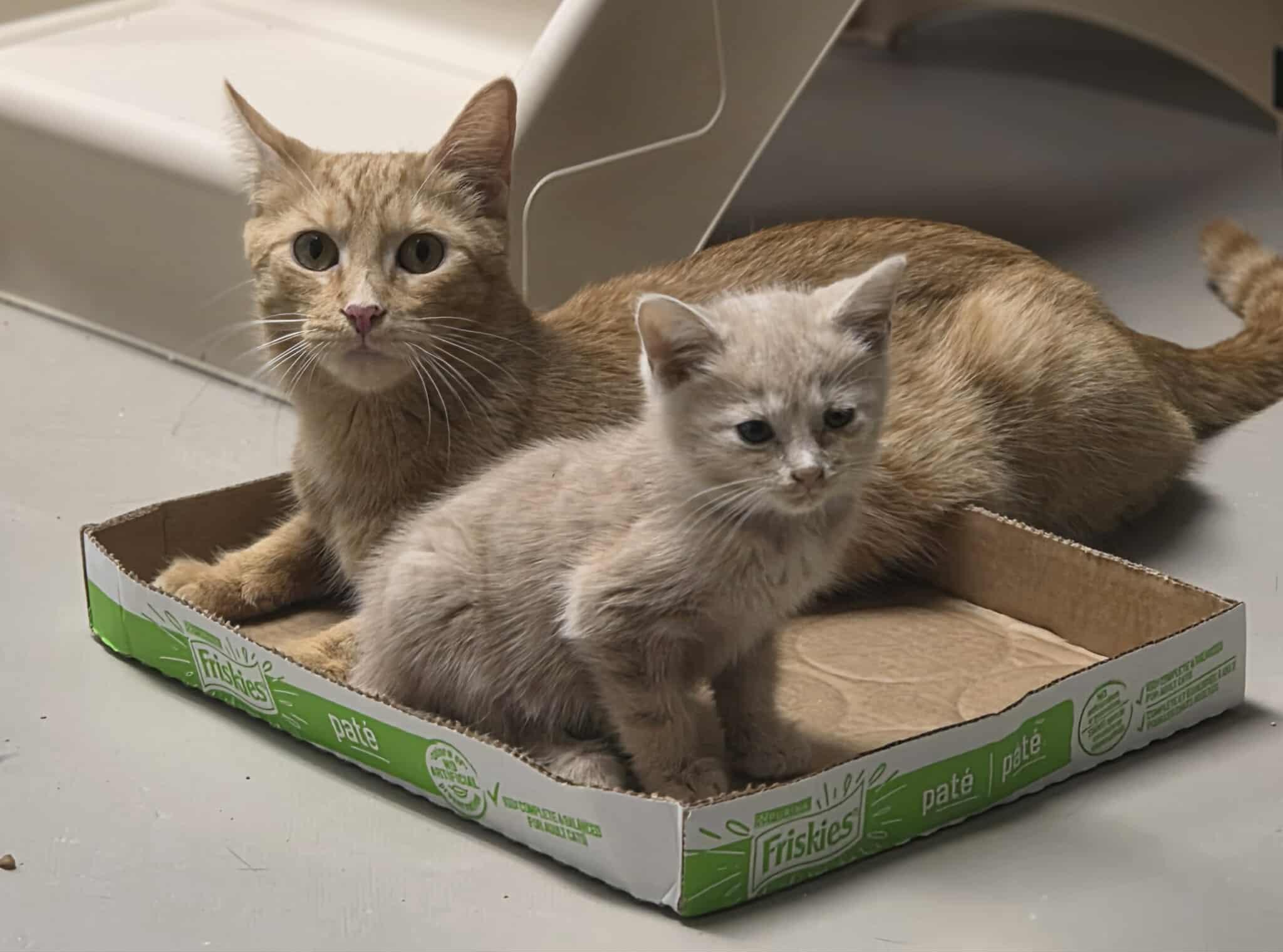 Enlarge Lady Marmalade & Baby Fiona, a Adoptable Domestic Short Hair in Rochester, NY image 1/6