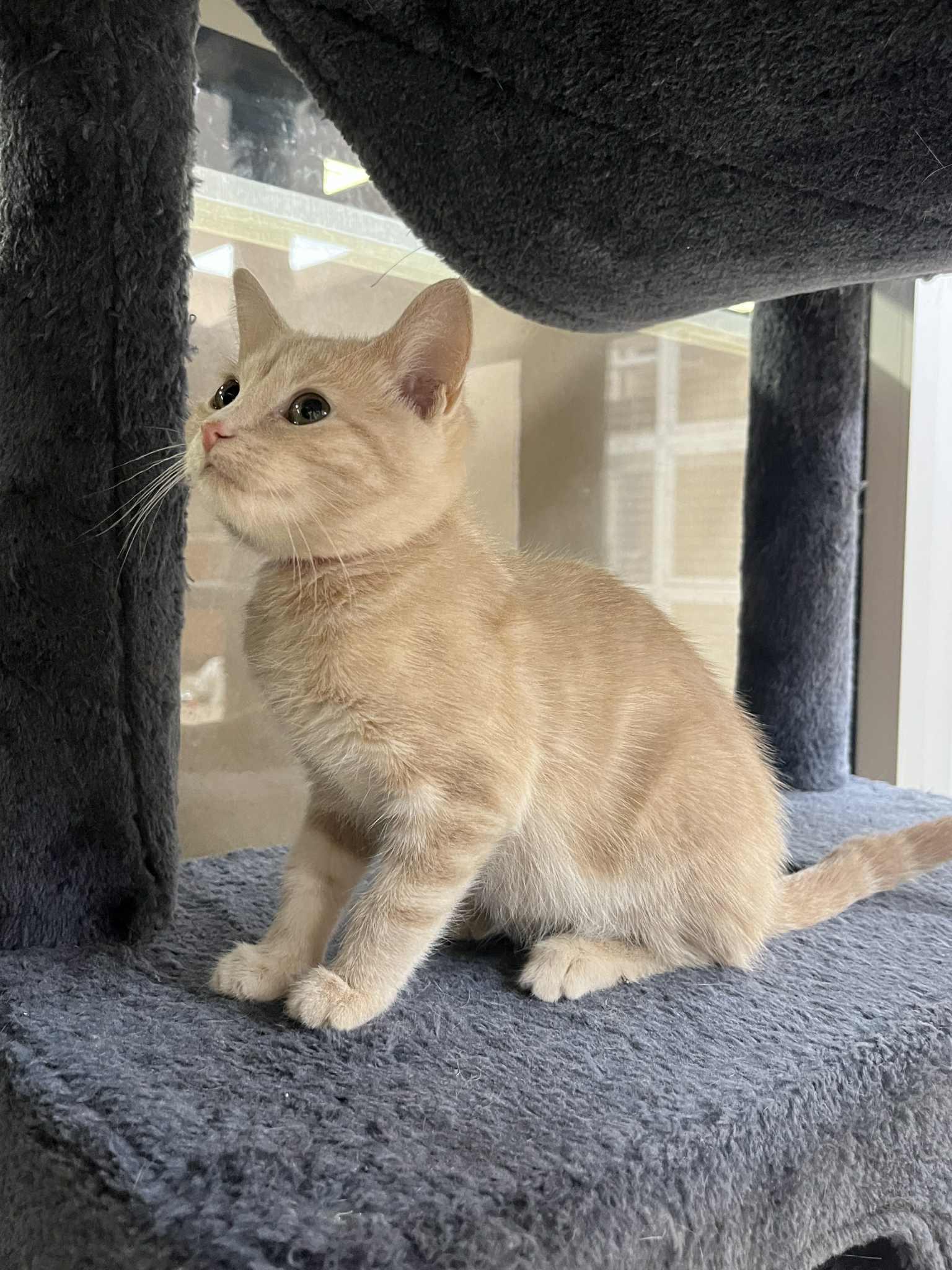 Enlarge Lady Marmalade & Baby Fiona, a Adoptable Domestic Short Hair in Rochester, NY image 2/6