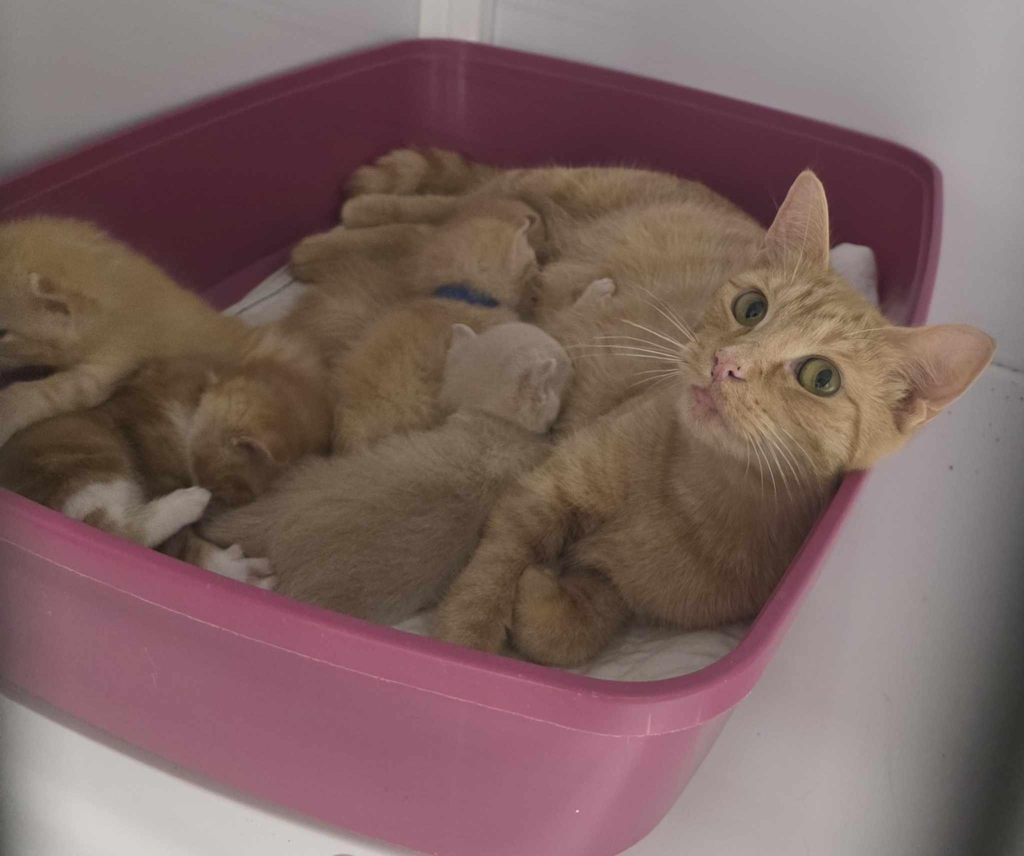 Enlarge Lady Marmalade & Baby Fiona, a Adoptable Domestic Short Hair in Rochester, NY image 3/6