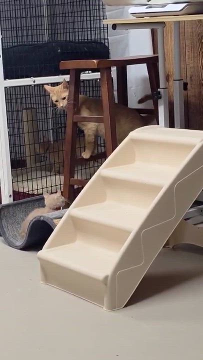 Enlarge Lady Marmalade & Baby Fiona, a Adoptable Domestic Short Hair in Rochester, NY video 5/6