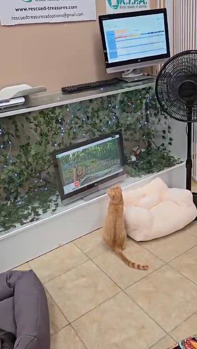 Enlarge Lady Marmalade & Baby Fiona, a Adoptable Domestic Short Hair in Rochester, NY video 6/6