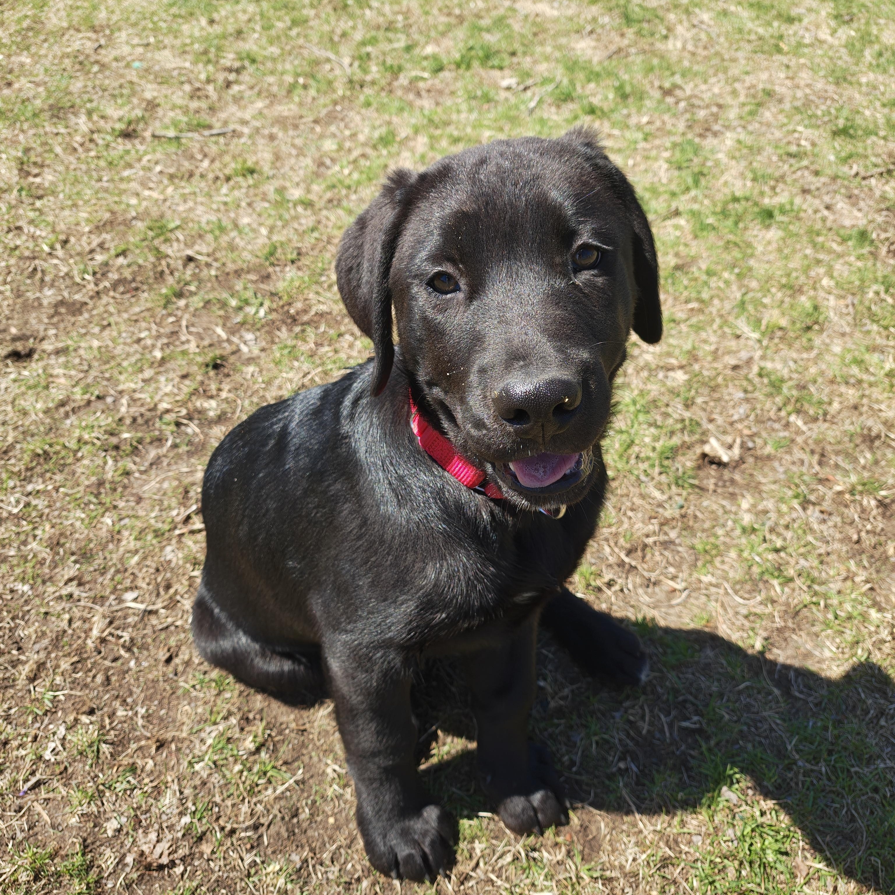 Enlarge Aphrodite (BIG PUP), an adopted mixed breed in Oconto, WI image 1/1