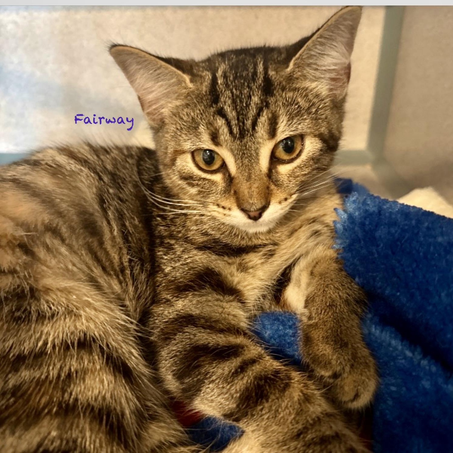 Enlarge Fairway, an adopted mixed breed in Palatine, IL image 1/1