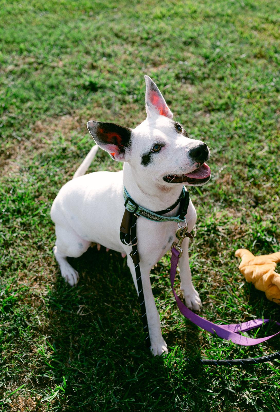 Enlarge Harlow loves to play, a ADOPTABLE mixed breed in Metairie, LA image 6/6
