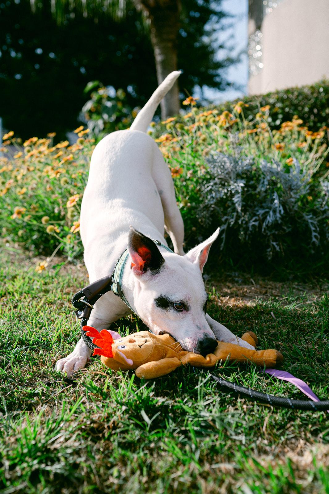 Enlarge Harlow loves to play, a ADOPTABLE mixed breed in Metairie, LA image 3/6