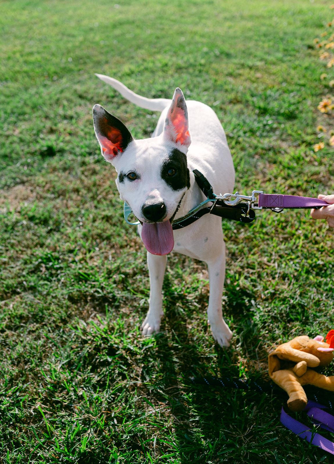 Enlarge Harlow loves to play, a ADOPTABLE mixed breed in Metairie, LA image 4/6