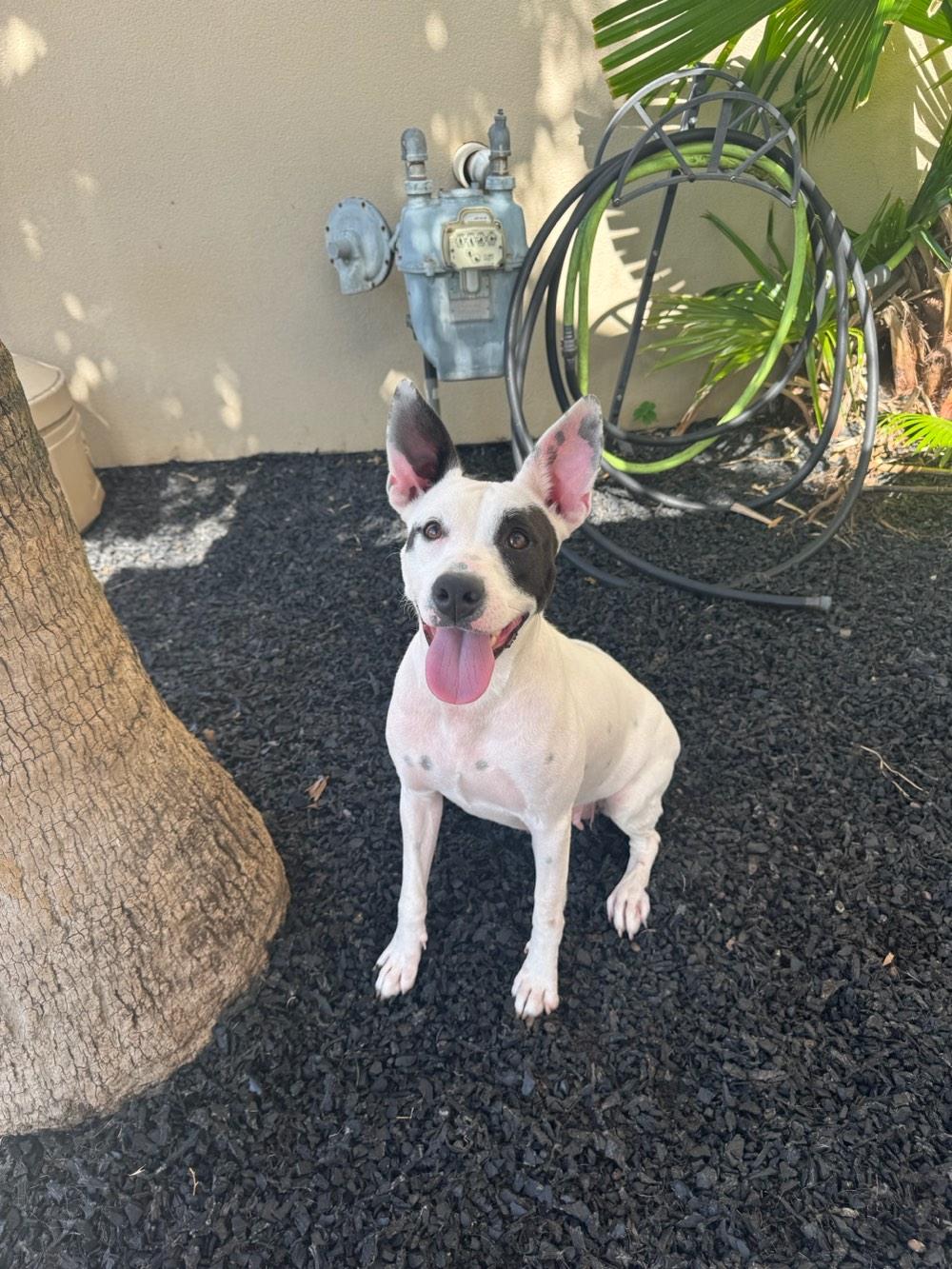 Enlarge Harlow loves to play, a ADOPTABLE mixed breed in Metairie, LA image 2/6