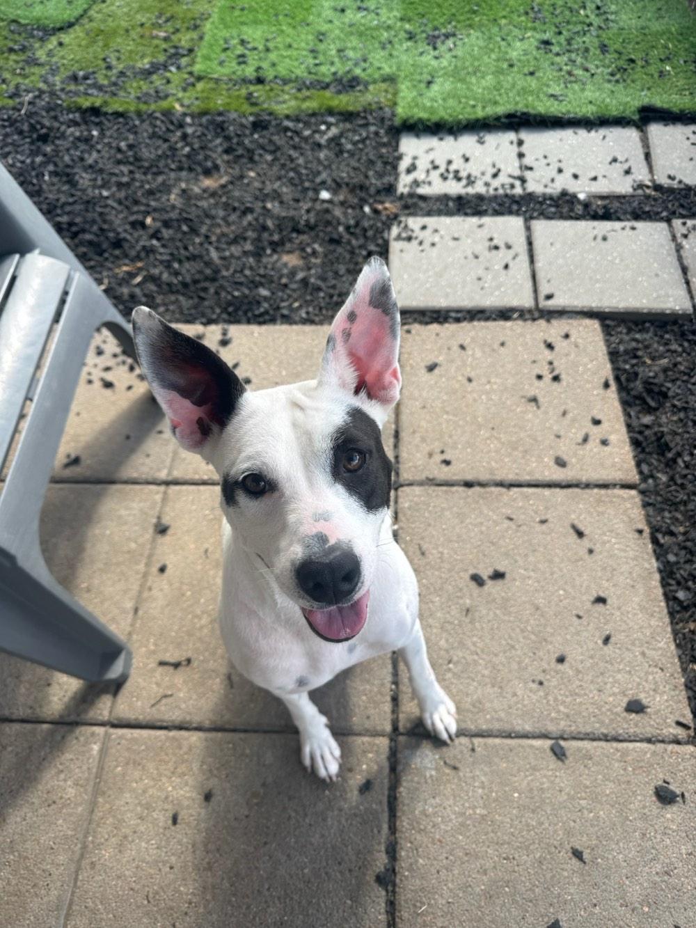 Enlarge Harlow loves to play, a ADOPTABLE mixed breed in Metairie, LA image 5/6