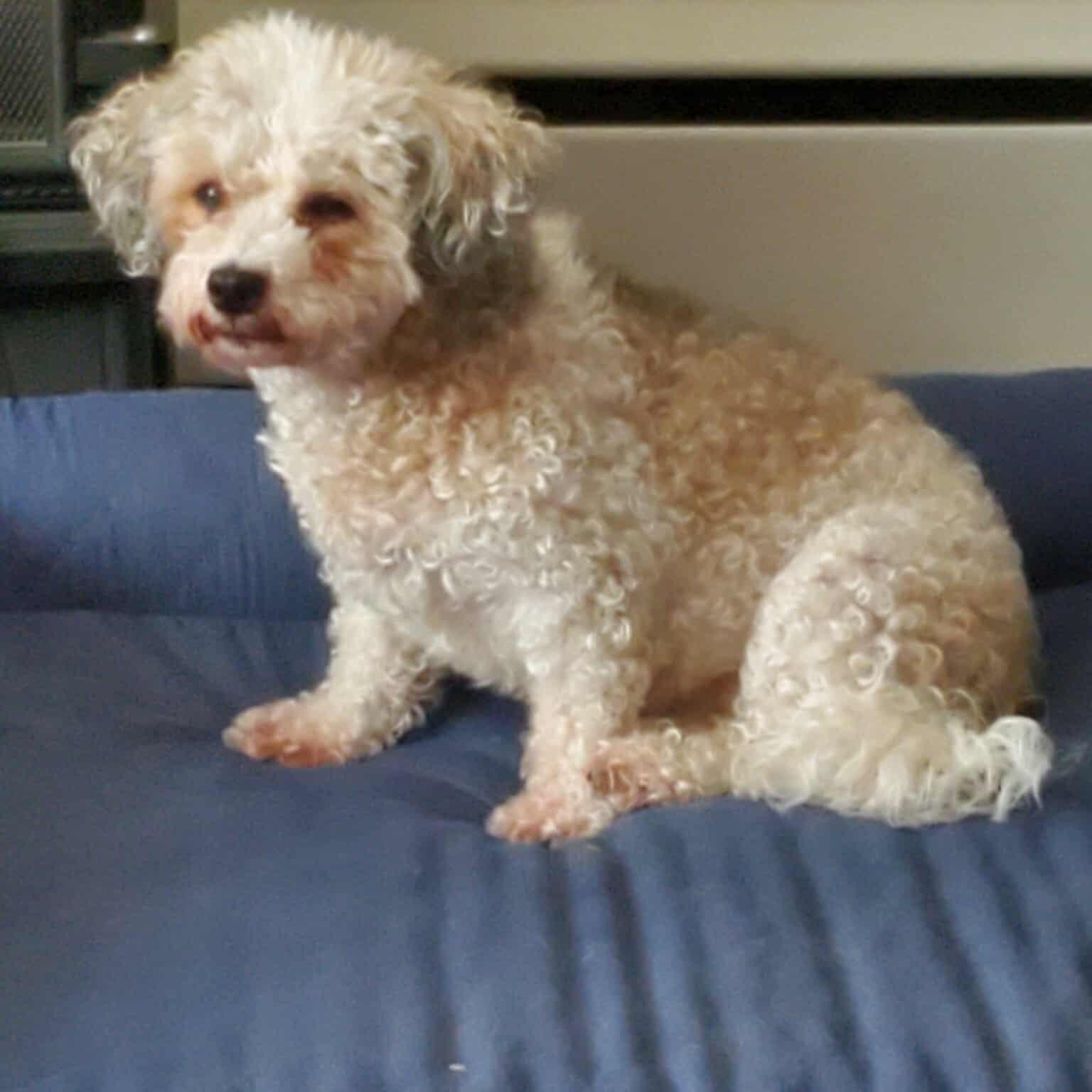 Sydney, an adoptable Havanese, Poodle in Homer Glen, IL, 60491 | Photo Image 3