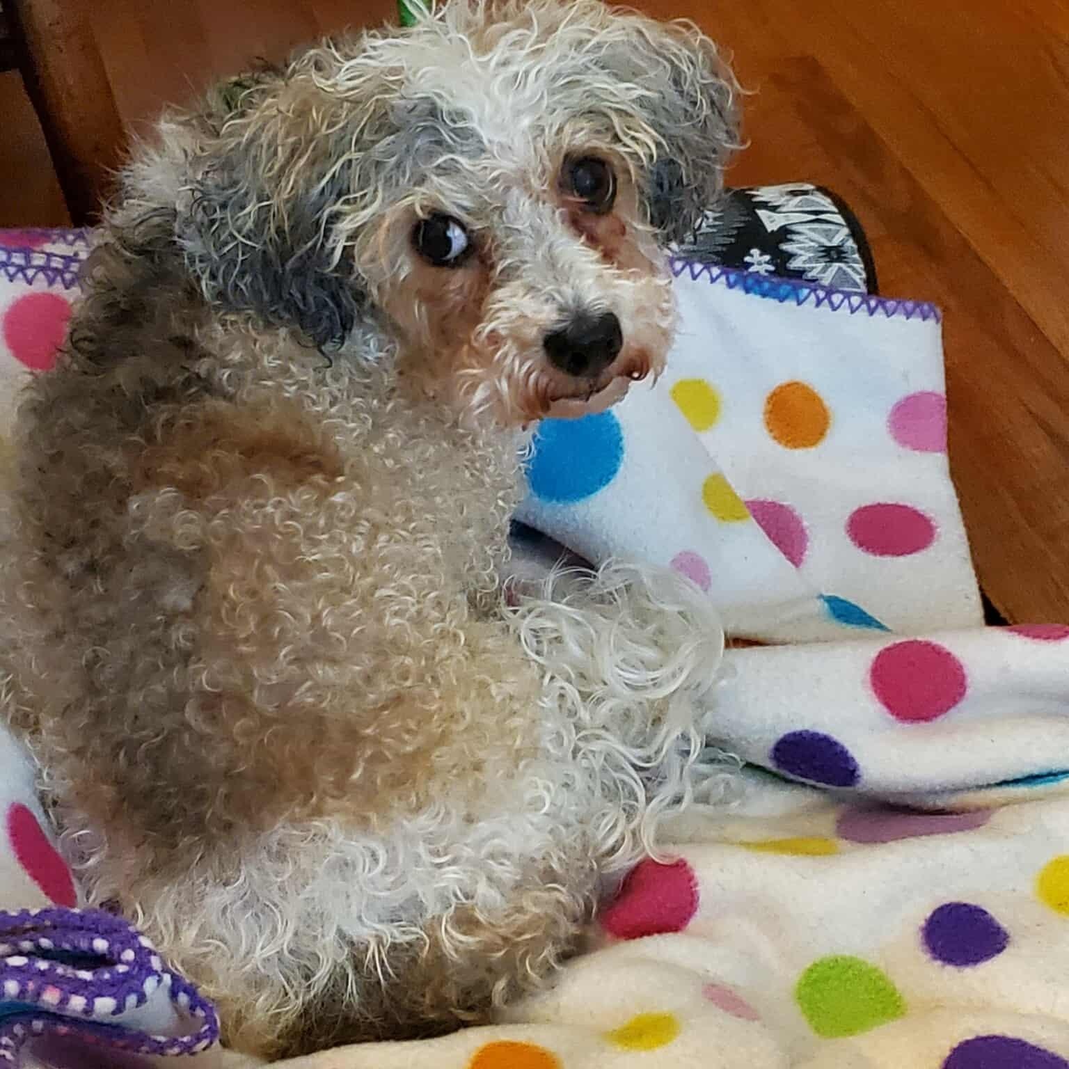 Sydney, an adoptable Havanese, Poodle in Homer Glen, IL, 60491 | Photo Image 2