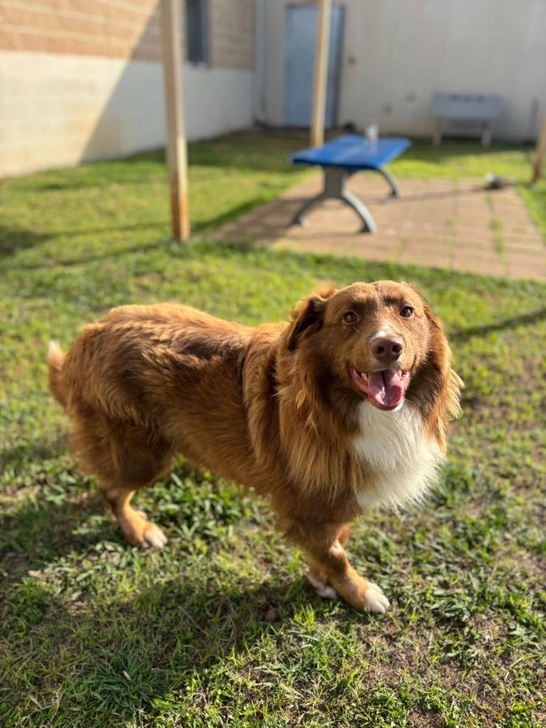 Pancake, Adoptable, Adult Male Australian Shepherd.