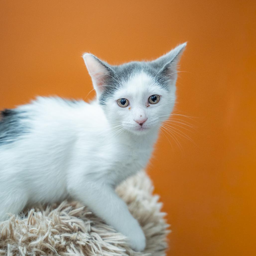Francis, Adoptable, Kitten Male Domestic Short Hair.
