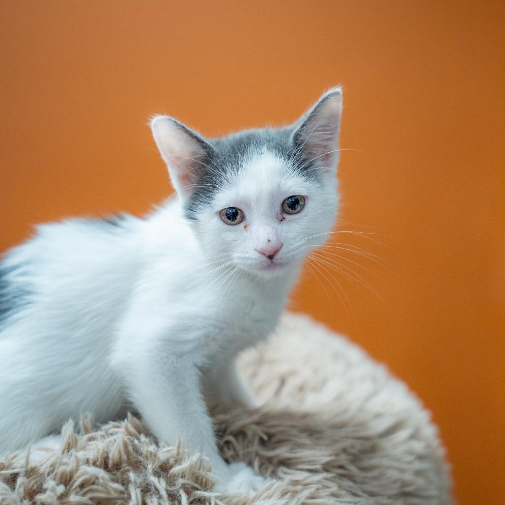 Enlarge Francis, a Adoptable Domestic Short Hair in Gainesville, GA image 2/2