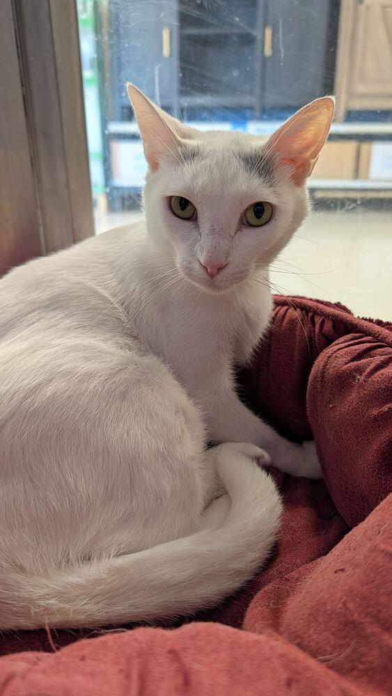 Enlarge Tina 5, a Adoptable mixed breed in Austin, TX image 1/4