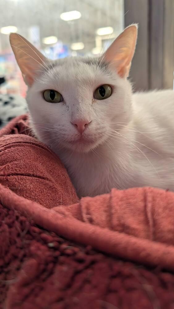 Enlarge Tina 5, a Adoptable mixed breed in Austin, TX image 2/4