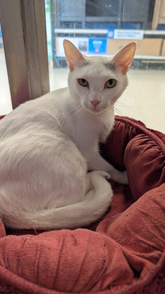 Enlarge Tina 5, a Adoptable mixed breed in Austin, TX image 3/4