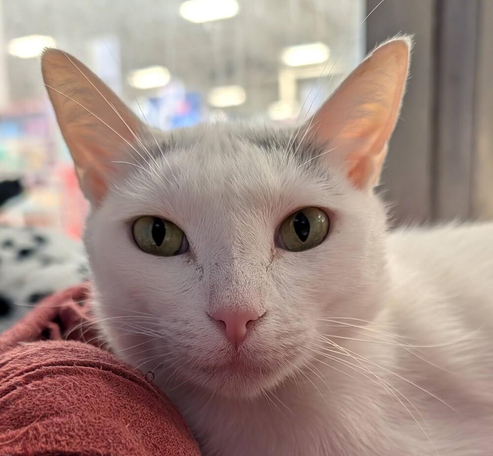 Enlarge Tina 5, a Adoptable mixed breed in Austin, TX image 4/4