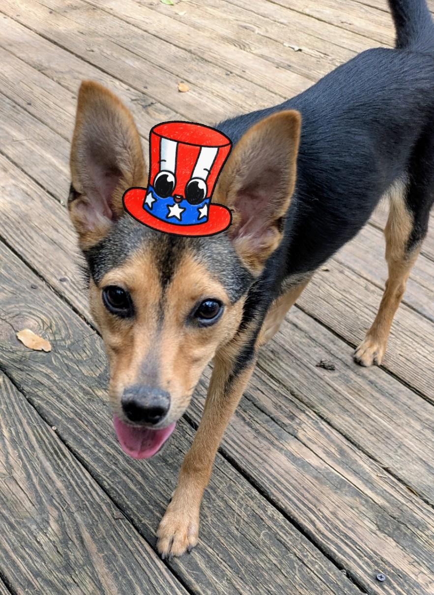 Bean & Sprout, Baby Male Miniature Pinscher