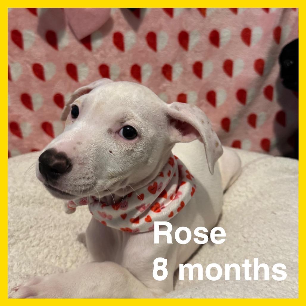 Enlarge Rose (Valentine's Litter), a Adoptable mixed breed in Volcano, HI image 1/6