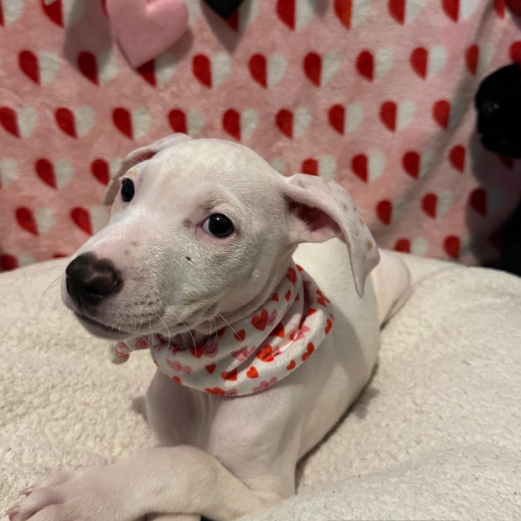 Enlarge Rose (Valentine's Litter), a Adoptable mixed breed in Volcano, HI image 1/3