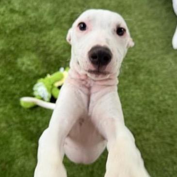 Enlarge Rose (Valentine's Litter), a Adoptable mixed breed in Volcano, HI image 1/5