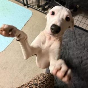 Enlarge Rose (Valentine's Litter), a Adoptable mixed breed in Volcano, HI image 2/5