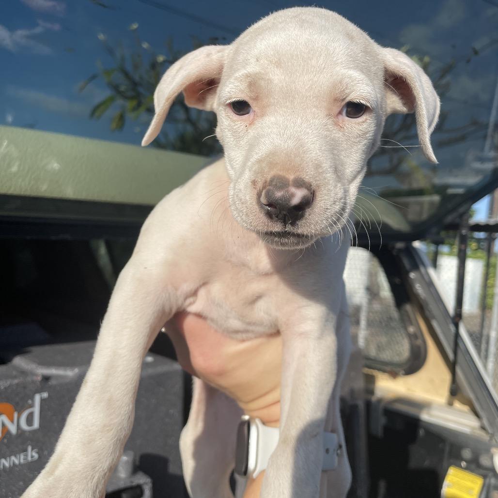 Enlarge Rose (Valentine's Litter), a Adoptable mixed breed in Volcano, HI image 2/3