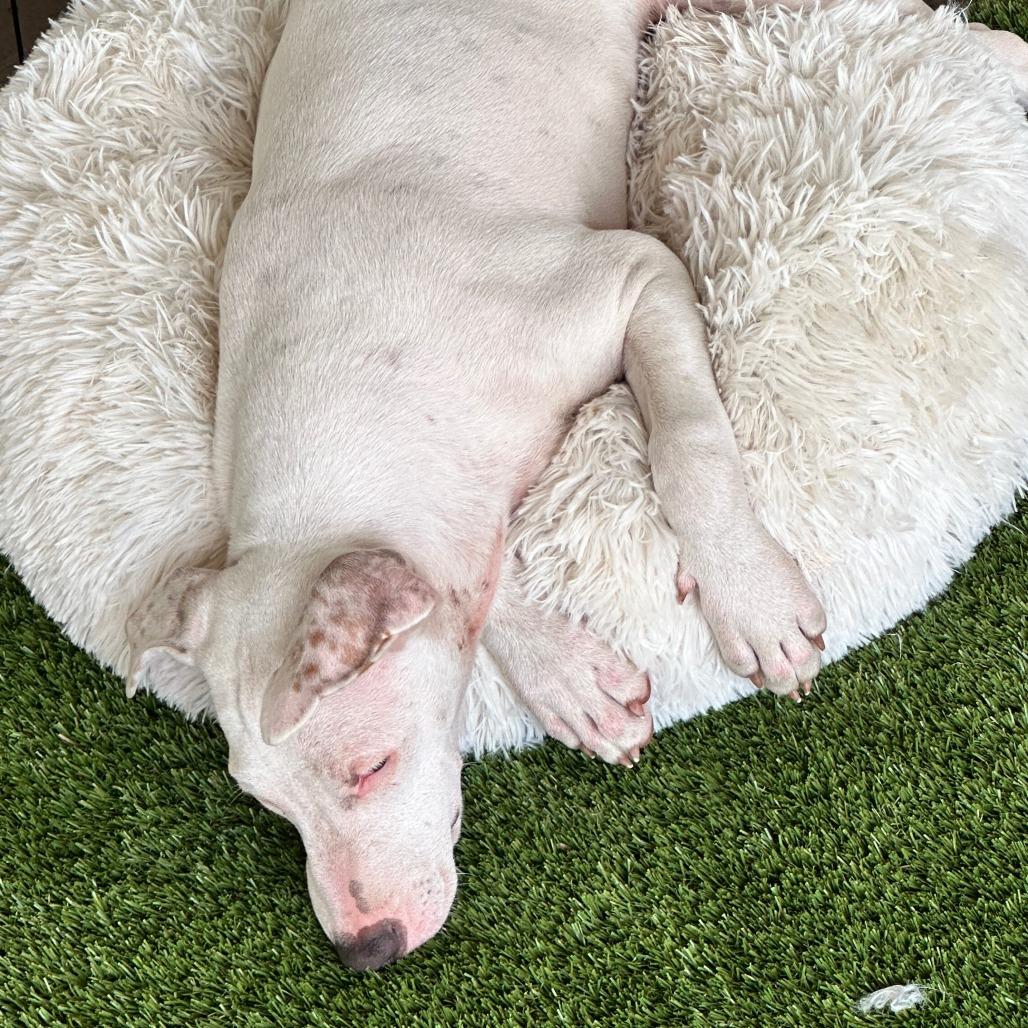 Enlarge Rose (Valentine's Litter), a Adoptable mixed breed in Volcano, HI image 3/3