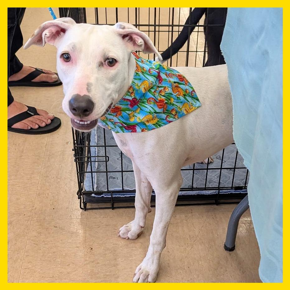 Enlarge Rose (Valentine's Litter), a Adoptable mixed breed in Volcano, HI image 6/6