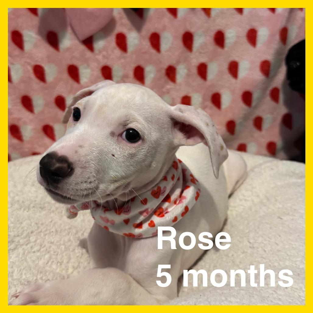 Enlarge Rose (Valentine's Litter), a Adoptable mixed breed in Volcano, HI image 5/5