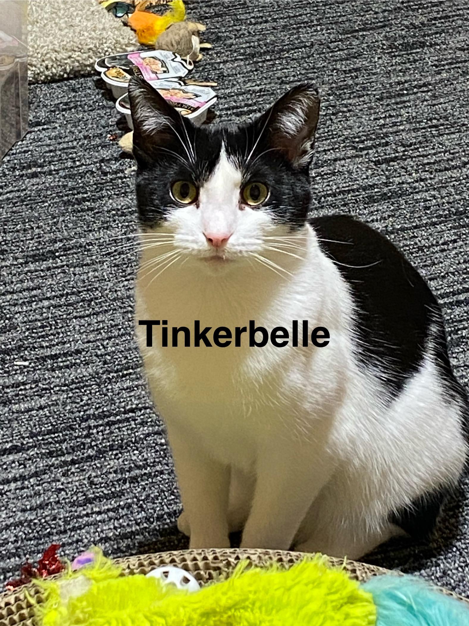Tinkerbelle, Adoptable, Young Female Domestic Short Hair.