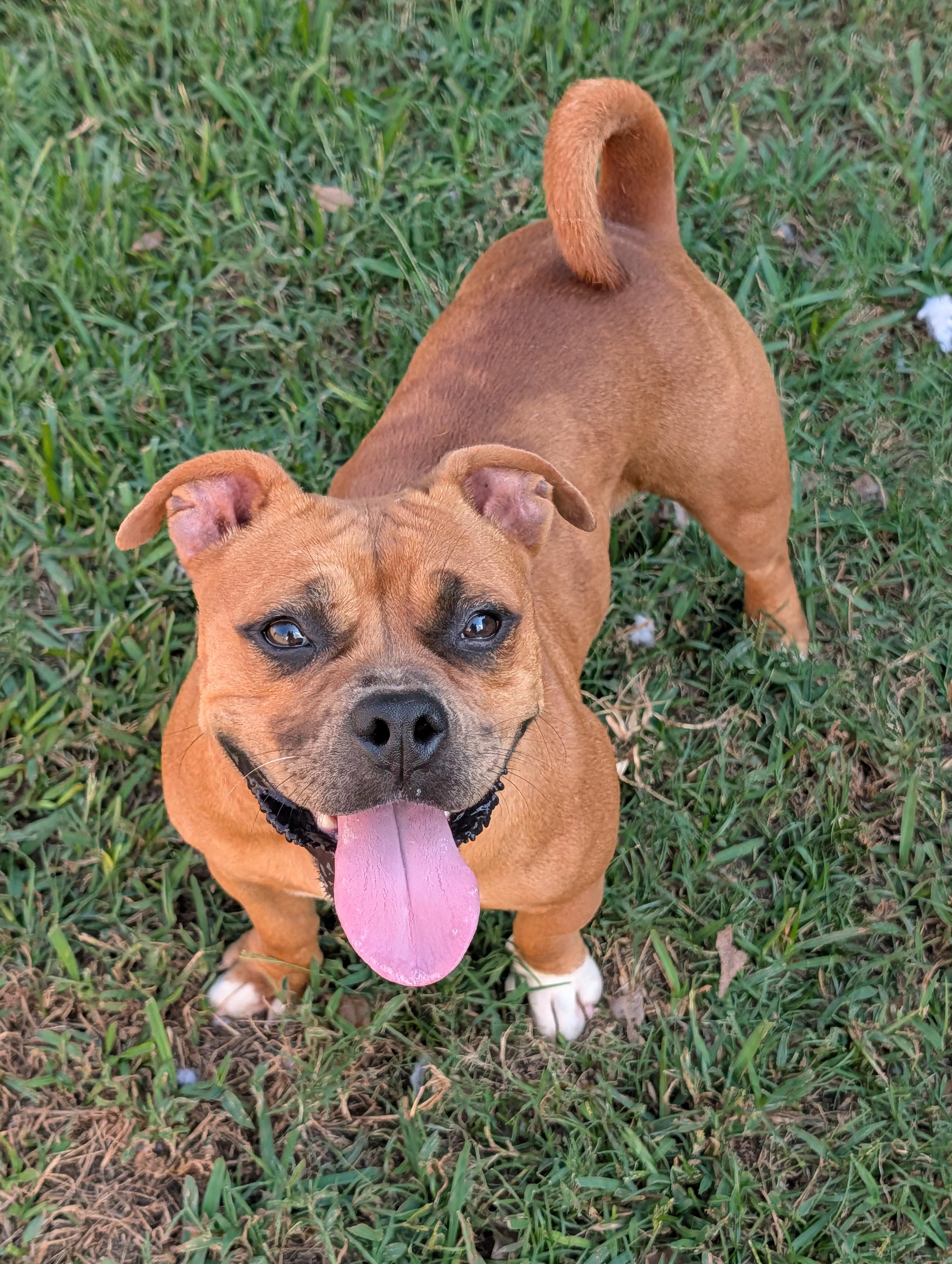 Rose, Adoptable, Adult Female American Bully & Bulldog.