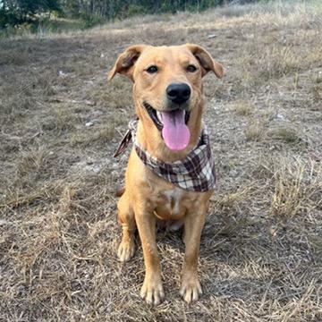 Enlarge Goldie, a Adoptable Labrador Retriever in Waco, TX image 1/1