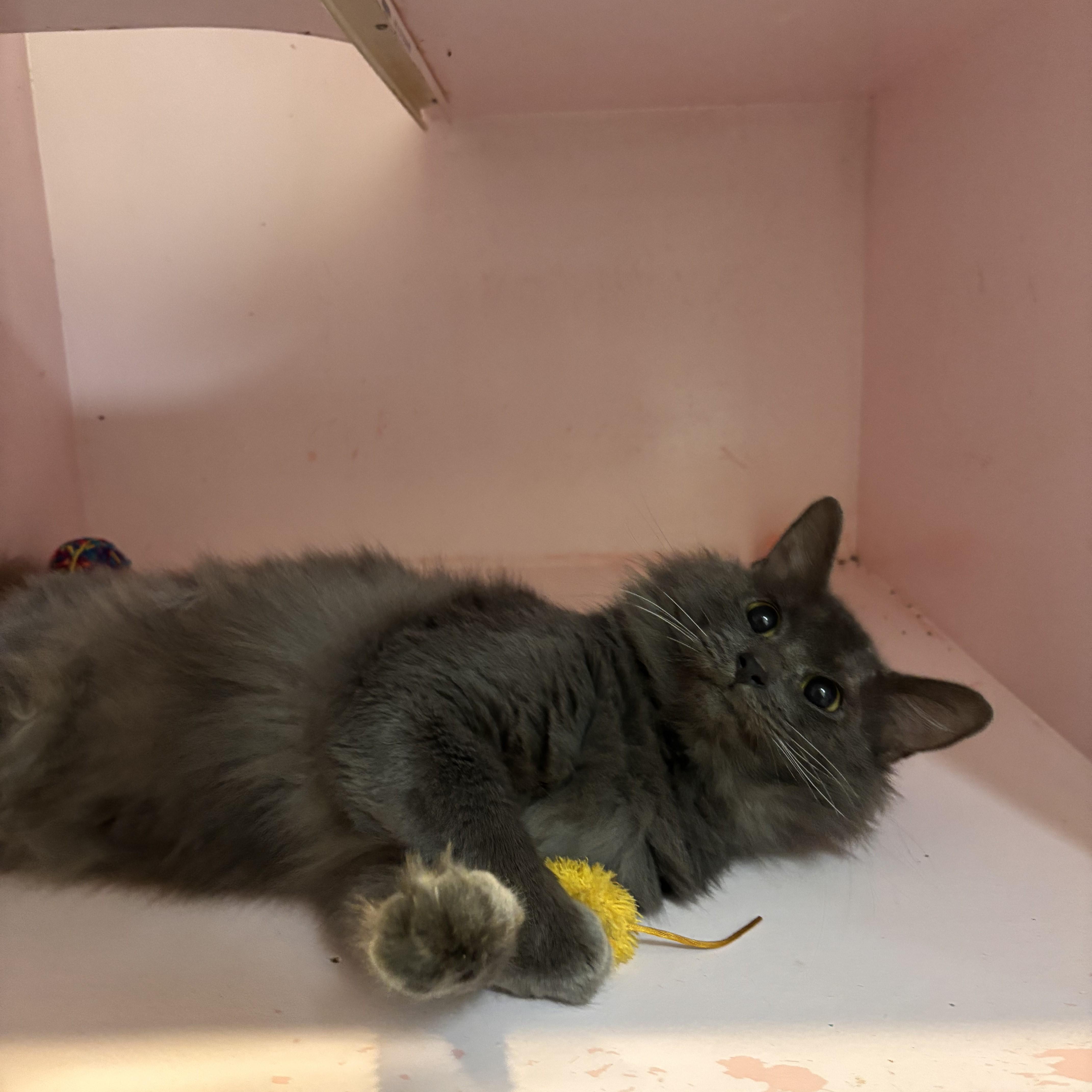 Enlarge Chevy (FIV+), a Adoptable Domestic Medium Hair in Charleston, SC image 2/4