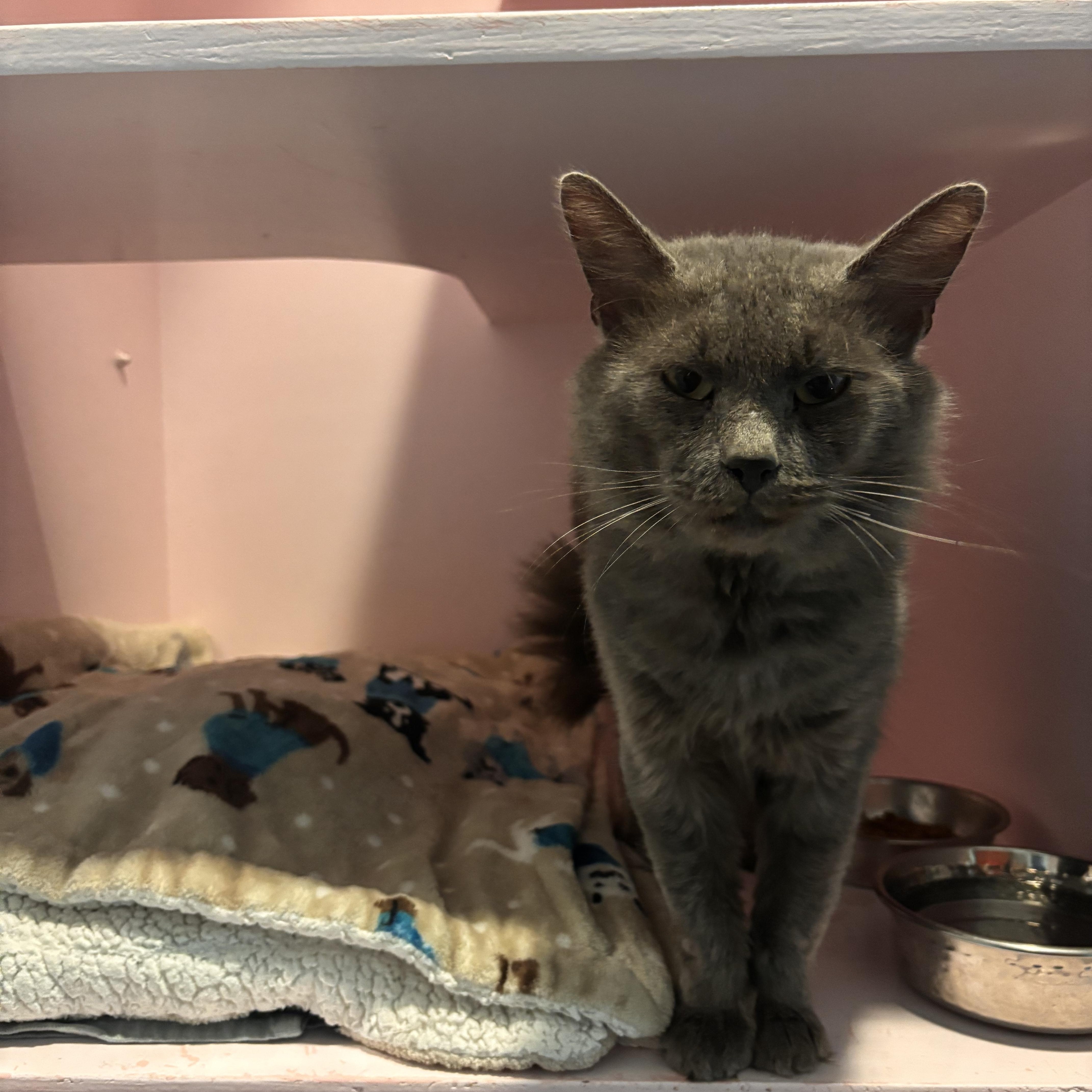 Enlarge Chevy (FIV+), a Adoptable Domestic Medium Hair in Charleston, SC image 4/4