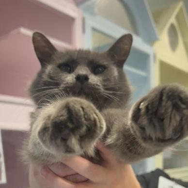 Enlarge Chevy (FIV+), a Adoptable Domestic Medium Hair in Charleston, SC image 3/4