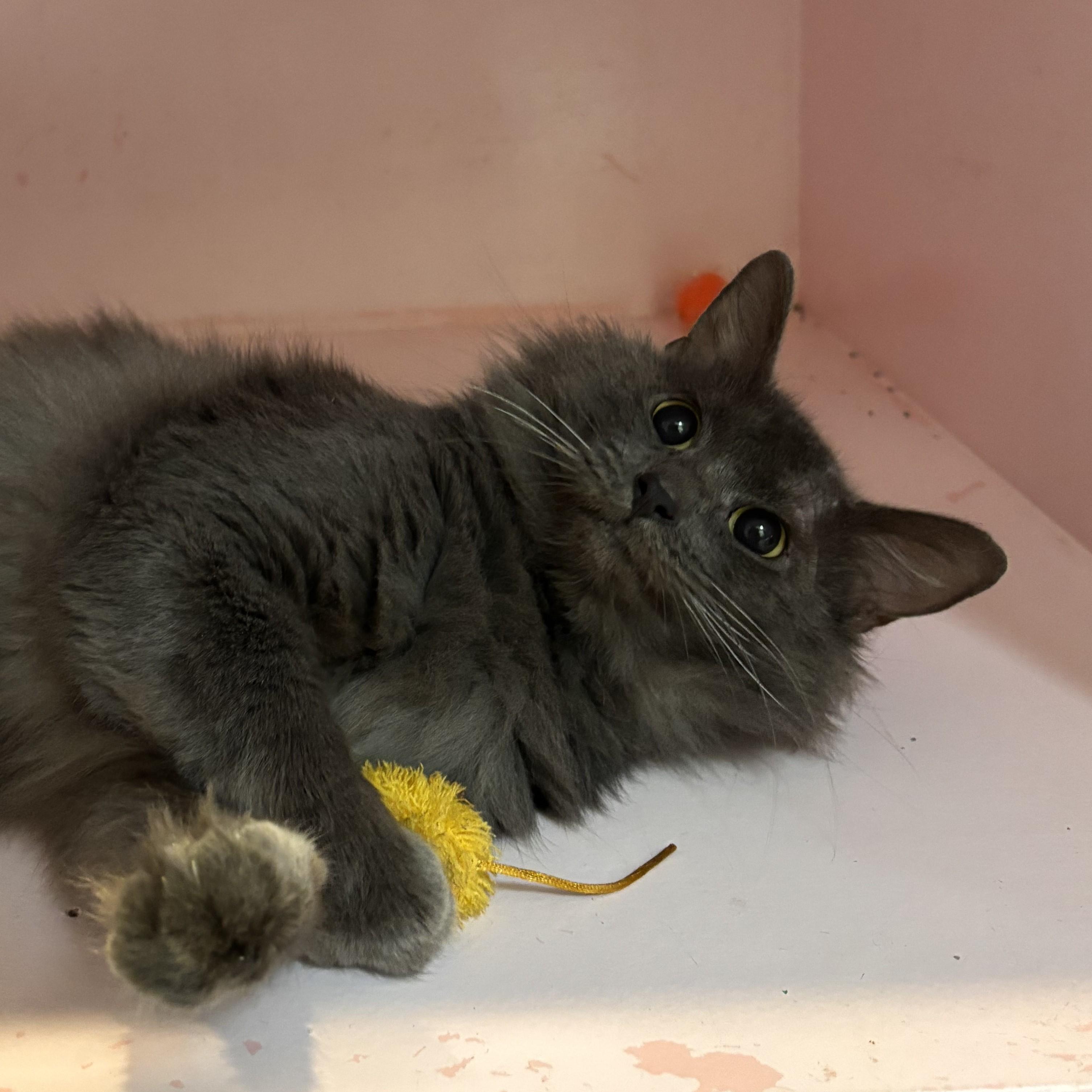 Enlarge Chevy (FIV+), a Adoptable Domestic Medium Hair in Charleston, SC image 1/4