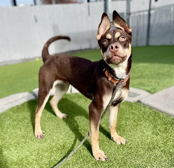*Talkie*, a Adoptable mixed breed in Salt Lake City, UT image 1/6