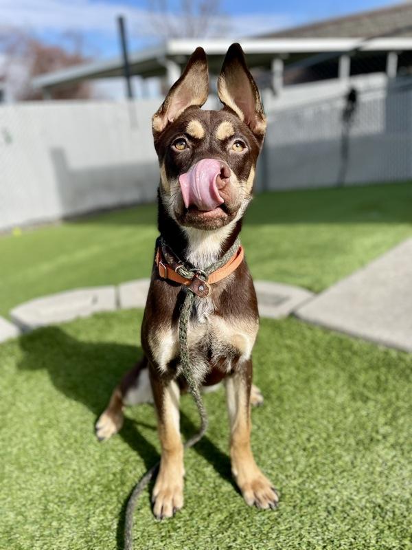 *Talkie*, a Adoptable mixed breed in Salt Lake City, UT image 2/6