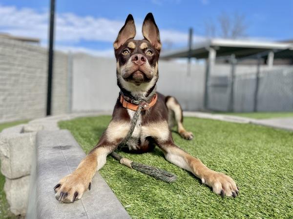 *Talkie*, a Adoptable mixed breed in Salt Lake City, UT image 4/6