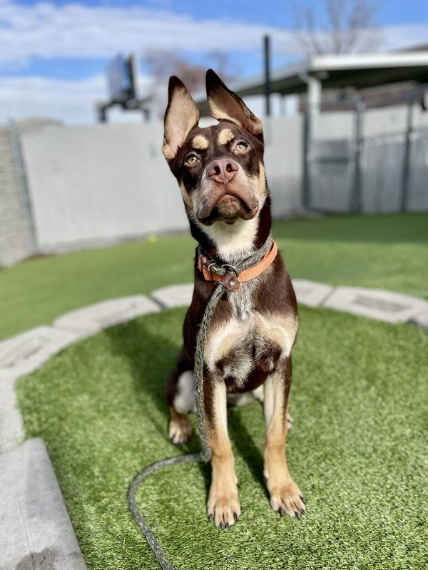 *Talkie*, a Adoptable mixed breed in Salt Lake City, UT image 5/6